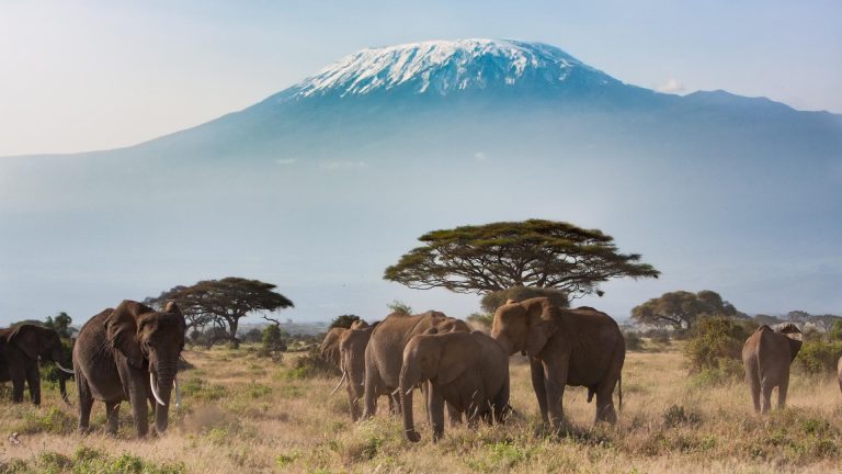 Eritrea becomes 20th member of the Elephant Protection Initiative